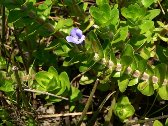 {Bacopa caroliniana}